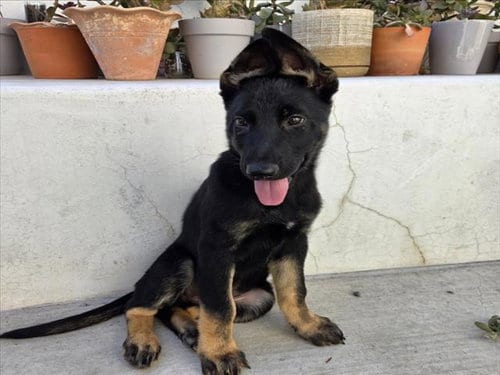 Photo of Nico, adoptable Belgian Shepherd Malinois in Tracy, California