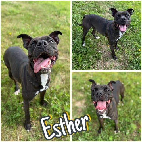 Photo of Esther, adoptable American Staffordshire Terrier in Pierceton, Indiana