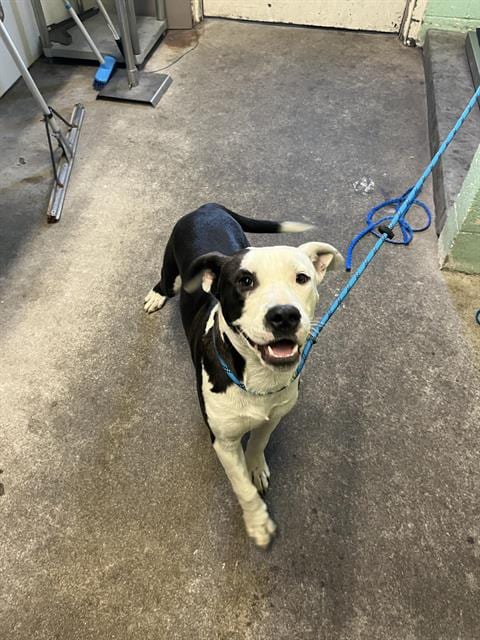 Photo of A743459, adoptable Pit Bull Terrier in Sacramento, California