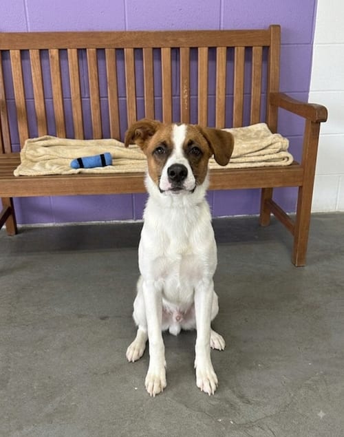 Photo of Jarvis, adoptable Labrador Retriever in Genesee, Wisconsin