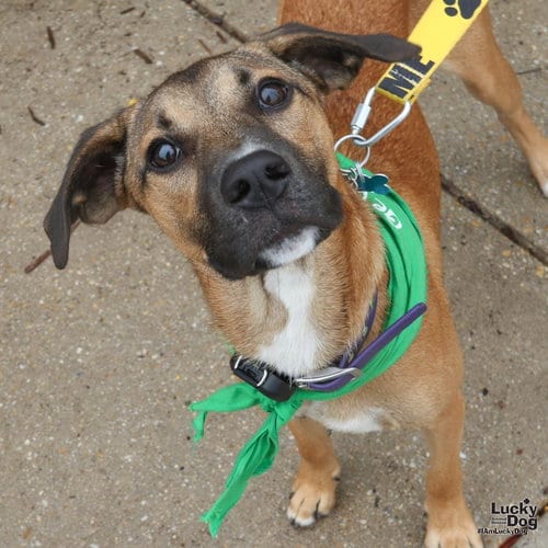Photo of Quincy, adoptable Hound in Washington, District of Columbia
