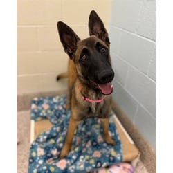 Photo of Asia, adoptable Belgian Malinois in Brighton, Colorado
