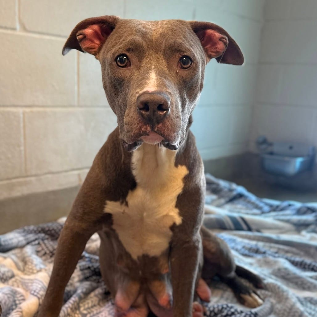 Photo of Waddles, adoptable Terrier, Pit Bull in Fairfax Station, Virginia