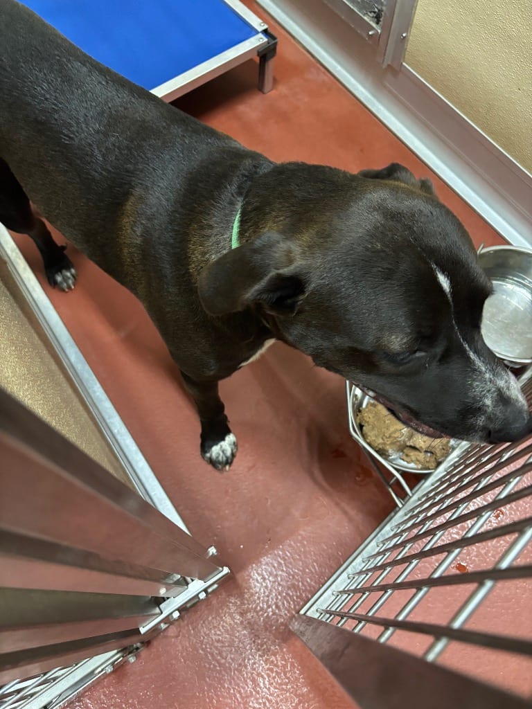 Photo of Lamont, adoptable Mixed Breed in Douglasville, Georgia