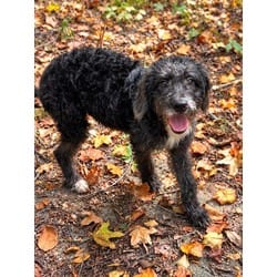 Photo of Kirk, adoptable Terrier (Unknown Type, Medium) Poodle (Standard) in Medfield, Massachusetts