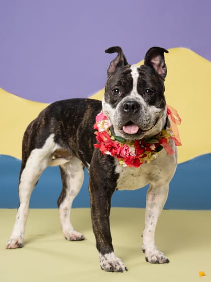 Photo of Precious, adoptable dog in Atlanta, Georgia