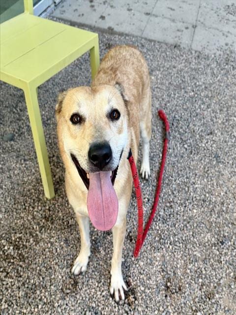 Photo of Annie, adoptable Labrador Retriever in Mesa, Arizona