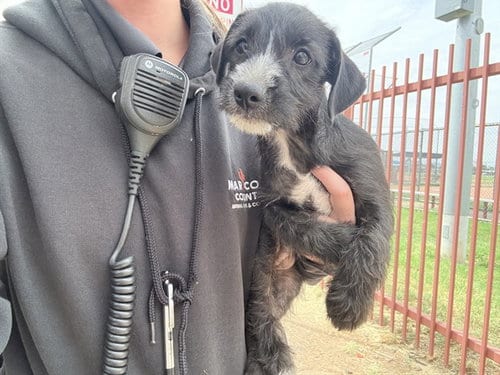 Photo of Stadium, adoptable Border Terrier in Phoenix, Arizona