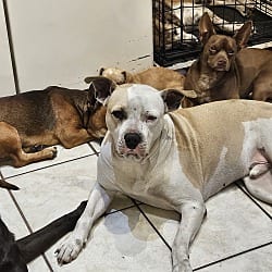 Photo of Pete, adoptable Mixed Breed (Large) in Riverview, Florida