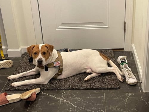 Photo of Bucky, adoptable Unknown breed in Shelburne, Vermont