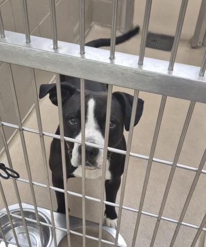 Photo of Chuck, adoptable Pit Bull Terrier in Decatur, Illinois