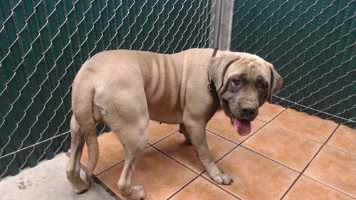Photo of Beatrix, adoptable Cane Corso Mastiff in Downey, California
