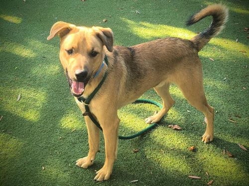 Photo of Firu, adoptable German Shepherd Dog in Los Angeles, California
