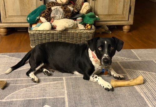 Photo of Sky, adoptable Basset Hound in Brookville, Ohio