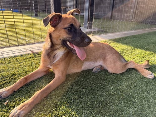 Photo of Ella, adoptable German Shepherd Dog in Garland, Texas