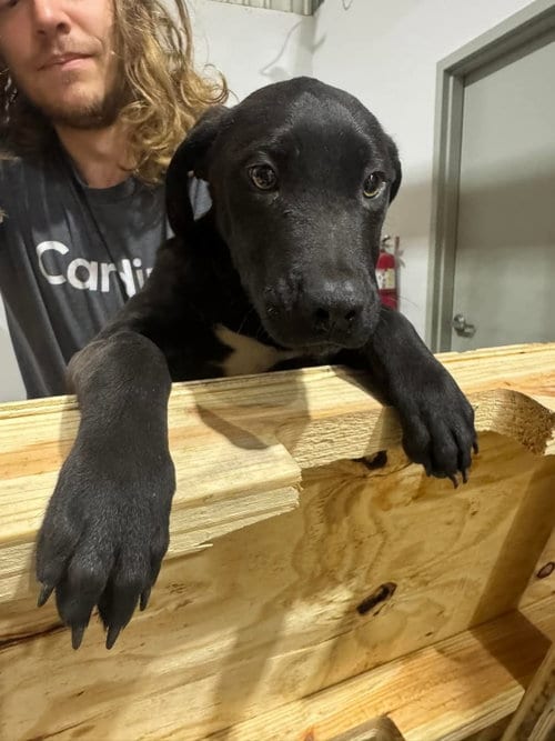 Photo of Donnie B, adoptable Labrador Retriever in New Orleans, Louisiana