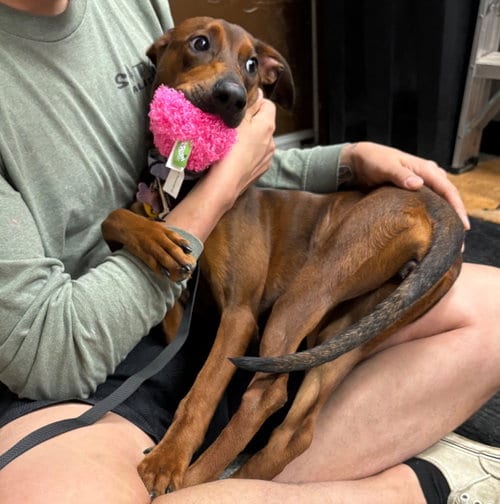 Photo of Monica, adoptable Doberman Pinscher in Andover, Minnesota