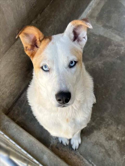Photo of Sky, adoptable Siberian Husky in Los Angeles, California