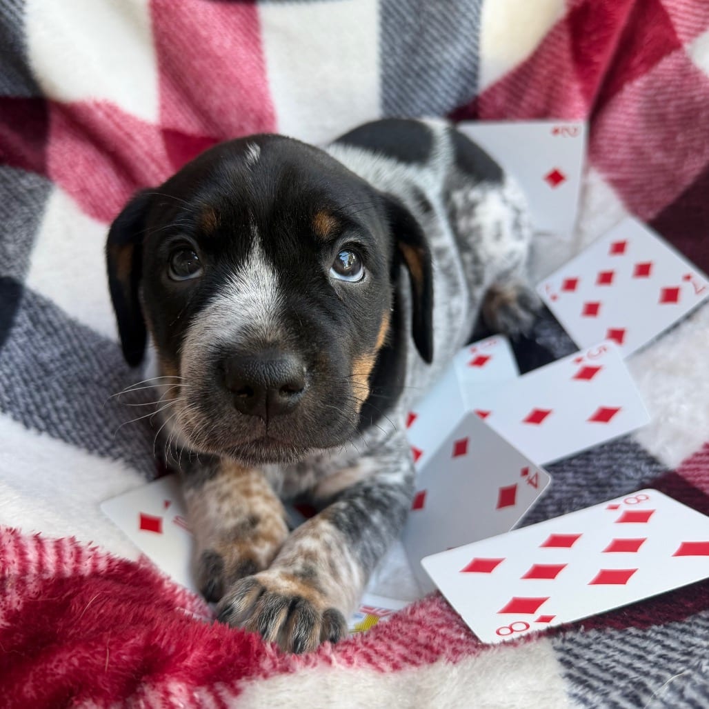 Photo of Diamonds, adoptable Cattle Dog / Pei, Shar in Kanab, Utah