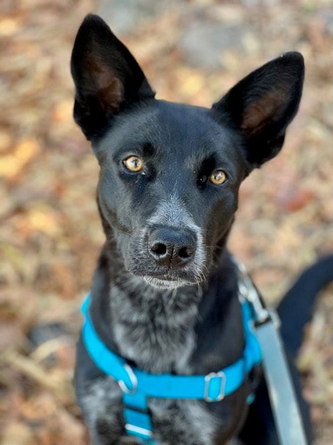 Photo of Socks, adoptable Belgian Shepherd Malinois in Santa Cruz, California
