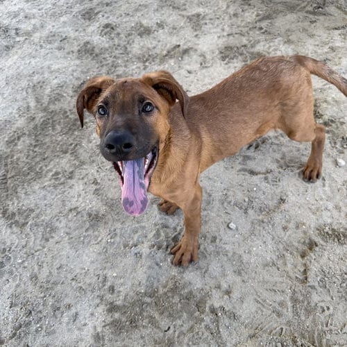 Photo of Oakley, adoptable Pit Bull Terrier in Riverside, California