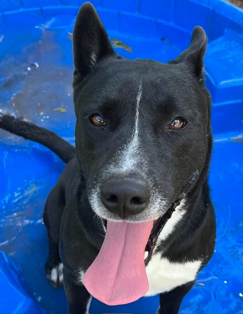 Photo of Fido, adoptable Carolina Dog in Carrollton, Georgia