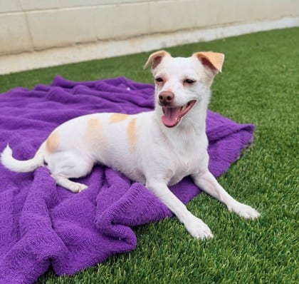 Photo of Mia, adoptable Chihuahua, Short Coat/Mix in Bakersfield, California