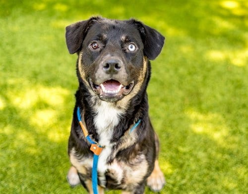 Photo of Kodi, adoptable Pit Bull Terrier in San Jose, California