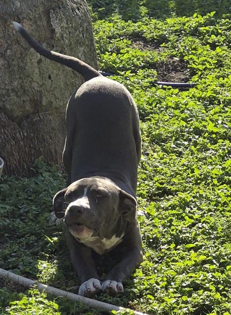 Photo of Bronco, adoptable dog in San Antonio, Texas