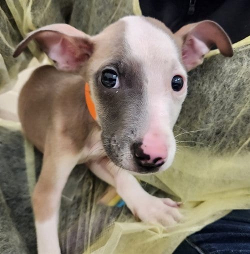Photo of Stark, adoptable Pit Bull Terrier in Pueblo, Colorado