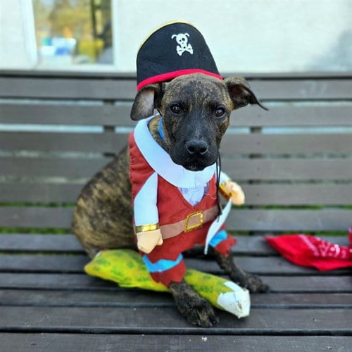 Photo of Petey, adoptable Pit Bull Terrier in Long Beach, California