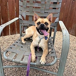 Photo of Hazen, adoptable French Bulldog in Fort Collins, Colorado
