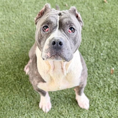 Photo of Dime, adoptable American Pit Bull Terrier in Tavares, Florida