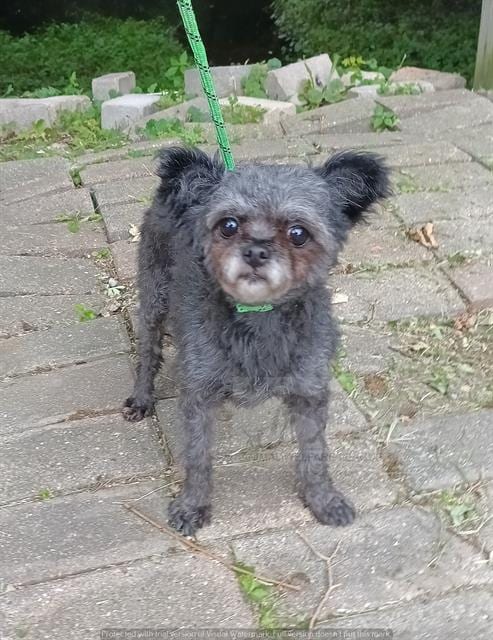 Photo of Noir, adoptable Poodle - Toy in Chicago Ridge, Illinois