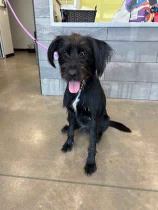 Photo of Macey, adoptable Terrier mix