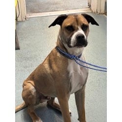 Photo of Trail-Scout Master Nelson, adoptable Boxer American Pit Bull Terrier in Olympia, Washington