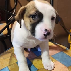 Photo of Dexter meet me 2/6, adoptable Australian Cattle Dog in North Haven, Connecticut