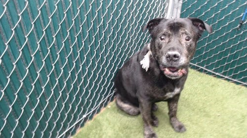Photo of Kurt, adoptable Mastiff in Downey, California