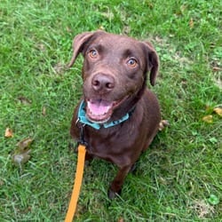 Photo of Mandy, adoptable Labrador Retriever in Frederick, Maryland