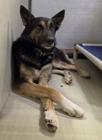 Photo of Zing, adoptable German Shepherd Dog in Bakersfield, California