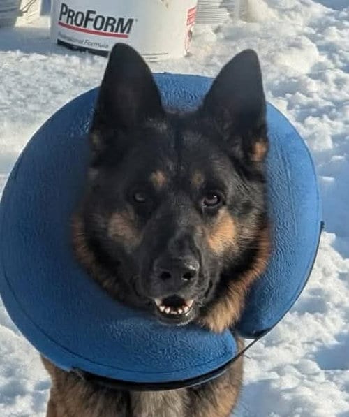 Photo of Zeus GSD: not at the shelter (Joan), adoptable German Shepherd Dog in Rustburg, Virginia