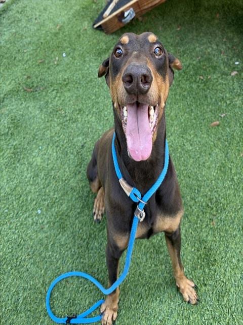 Photo of Alex, adoptable Doberman Pinscher in San José, California