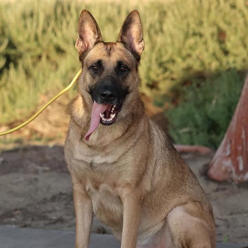 Photo of Trouble, adoptable German Shepherd Dog in Modesto, California