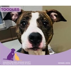 Photo of Toodles, adoptable American Pit Bull Terrier in Eighty Four, Pennsylvania