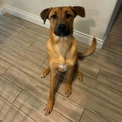 Photo of Link, adoptable German Shepherd Dog Mixed Breed (Medium) in Hartford, Connecticut