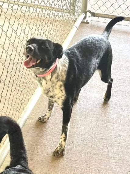 Photo of Annie, adoptable Border Collie in Mountain View, Arkansas