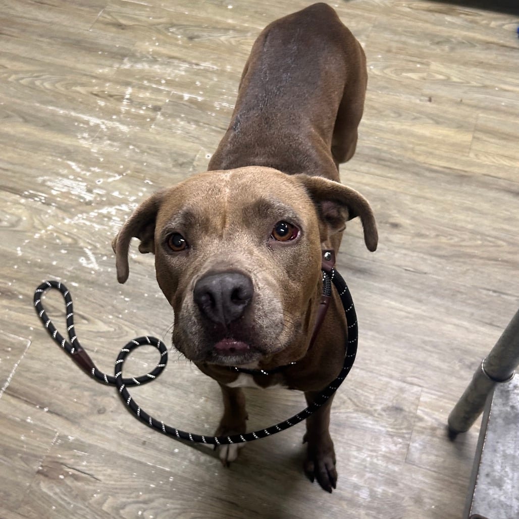 Photo of Fiona, adoptable Mixed Breed (Medium) in Summerville, South Carolina