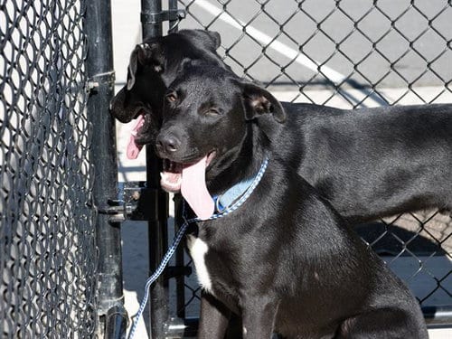Photo of Blaziken, adoptable Labrador Retriever in Haw River, North Carolina