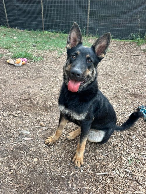 Photo of Baby Bear: at shelter, adoptable German Shepherd Dog in Rustburg, Virginia