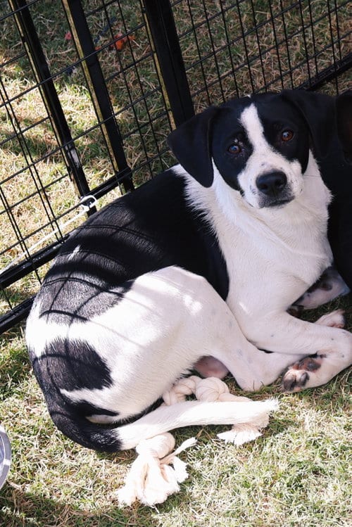Photo of Buddy, adoptable Rat Terrier in Alta Loma, California